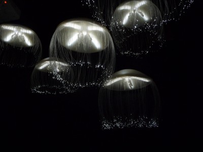 Lampy jako medúzy, zdroj: basykes/flickr.com