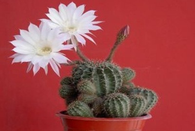 Pokojové květiny jsou důležité – patří mezi ne i kaktusy!