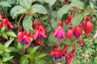 Fuchsii se bude dařit na západní straně; zdroj: evvo.estranky.cz